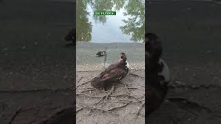 Patito moscovita picotea en una hendidura Lleva adherida una hoja [upl. by Gordon32]