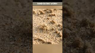 Sea worm eating sand shorts worms [upl. by Dric]