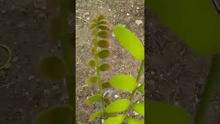 Zamia furfuracea gardenplants gardening garden nature enjoy [upl. by Eselahc]