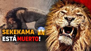 Sekekama  El león MÁS FUERTE DE ÁFRICA muere en batalla ÉPICA 😭 [upl. by Emsmus292]