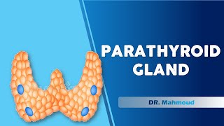 Parathyroid gland  Dr Mahmoud  Lecture 18 [upl. by Moira955]