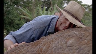 Jurassic Park 1993  Ailing Triceratops scene 1080 [upl. by Dory758]