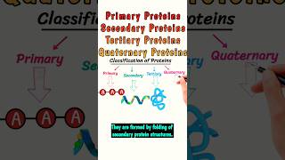 Primary Secondary Tertiary Quaternary Proteins protein classificationofproteins short shorts [upl. by Donough576]