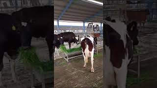 Fresh Rhodes grass feed to sick cow farming cow [upl. by Platto]