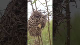 Golden Babies wild Bird in nest EP054 nestegg egglaying satisfying nestling birds babybird [upl. by Wilburn]