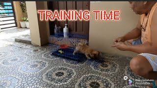 MY SMART SHIRANIAN PUPPY FAST LEARNER  TWO MONTHS OLD [upl. by Yekciv]