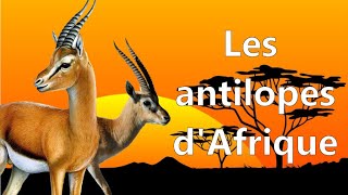 Les ruminants d’Afrique les antilopes [upl. by Adnil]