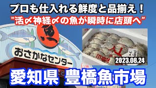 【豊橋魚市場 活〆神経〆の魚が瞬時に店頭へ】プロも仕入れる鮮度と品揃え あばお 海鮮ちゃんねる 111 20230824 [upl. by Nrev]