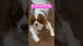 デコピンカラーですがわたくしはキャバリアキングチャールズスパニエルです。cavalier dog [upl. by Adanar]