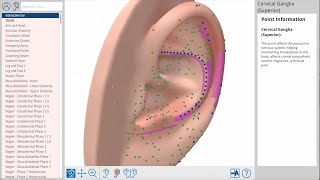 Auriculo360 Your Comprehensive Guide To Ear Acupuncture [upl. by Wesley]