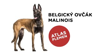 Belgický ovčák malinois  Atlas plemen  Tlapka TV [upl. by Sellihca]