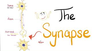 The Synapse  Neuro  Biology [upl. by Dippold281]