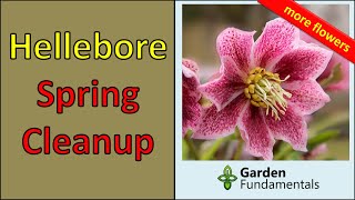 Hellebores  How to Cleanup in Spring for Best Flowers [upl. by Agni]