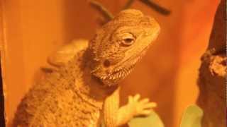 Dwarf Bearded Dragon  Australian Lizard also known as Rankins Dragon [upl. by Weisbart927]