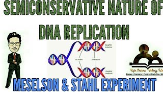 Semiconservative model of DNA replication by Meselson and Stahl for NEET and AIIMS [upl. by Rory]