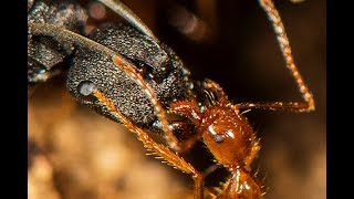 RED ANTS VS BLACK ANTS  Polyrhachis and Aphaenogaster from Australia [upl. by Thurber]