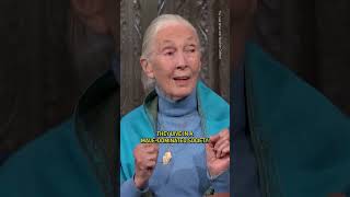 Chimpanzees arent so different from us after allespecially in politics 🐒 janegoodall trump [upl. by Hagood]