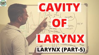 CAVITY OF LARYNX LARYNX PART 5 [upl. by Ennoval983]