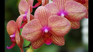 COMMENT RÉUSSIR À FAIRE REFLEURIR VOS ORCHIDÉES Émission Jardiner ça fait du bien  N°11 [upl. by Ynaffad752]