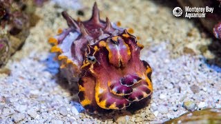 Flamboyant Cuttlefish Hunting Shrimpy Prey [upl. by Tsenre]