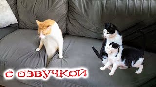 Приколы с котами Смешные коты С ОЗВУЧКОЙ Самые Смешные животные [upl. by Dave397]