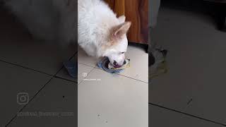 Egg khane do🐶Chiraagbhandarivlogg dog doglover shorts ytshorts [upl. by Notterb]