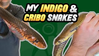 All of My Drymarchon Snakes Eastern Indigos Texas Indigos Black Tail Cribo [upl. by Yalc]