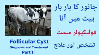 Follicular Cyst in Cowpart 1 Janwar ka bar bar heat main ana Repeat breeding cow Diagnosis amp Rx [upl. by Aleehs]