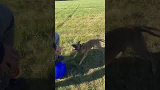 malinois puppy play highdrive k9 [upl. by Abla980]