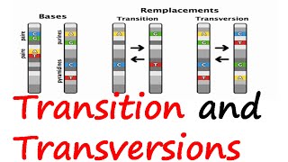 Transition and transversions [upl. by Stannwood]