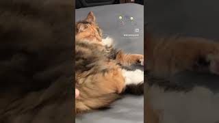 Adorable Fluffy Senior Cat  Cute Cat Video catlovers fluffycat [upl. by Maggs]