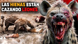 😱 Hienas ATACAN Y DEVORAN manada de Leones  Hiena ataca león [upl. by Ashla4]