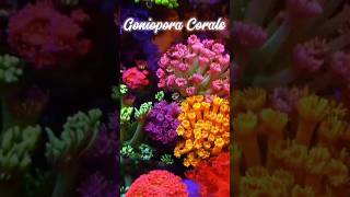 GONIOPORA CORAL  AQUA VIBEZAQUARIUM trending shorts youtubeshorts ytshorts goniopora coral [upl. by Dunseath]