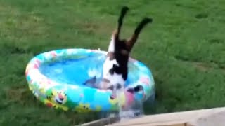 Best of Fainting Goats 2020  Funny Compilation 😂 Funny Pets [upl. by Yun]