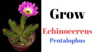 Echinocereus Pentalophus  Grow Ladyfinger Cactus [upl. by Sirapal225]