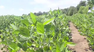 Dicamba use possibly over for farmers [upl. by Vivie191]