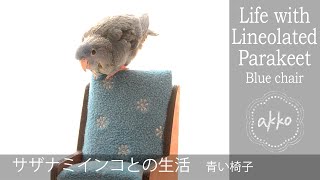 Life with Lineolated Parakeet 004 Blue chair サザナミインコとの生活 青い椅子 [upl. by Grath612]