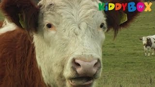 Bauernhof Tiere  Kühe  Cows  KIDDYBOXTV [upl. by Hillary163]