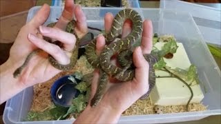 How to Care for EggEating Snakes [upl. by Oicneconi]