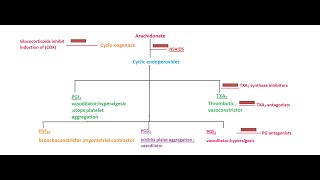 Pharmacology of Prostaglandins leukotrienes eicosanoids [upl. by Kanter52]