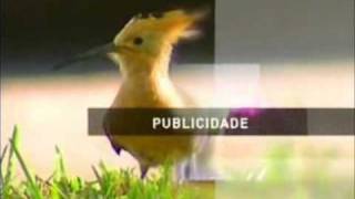 RTP Madeira  Compilação de separadores de publicidade [upl. by Ainessej421]