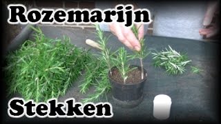 De Moestuin 41 Rozemarijn Stekken [upl. by Yednarb]