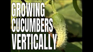 Building a Cucumber Trellis P Allen Smith [upl. by Dnama]