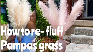 How to prepare your Pampas Grass  Refluff Pampas Grass  How fluff up Pampas Grass [upl. by Paulina]