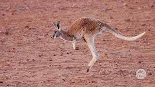 Australias Marsupials [upl. by Grove782]