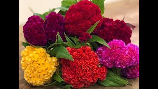 COCKSCOMB CELOSIA FLOWER PLANT CARE AND SEED COLLECTION [upl. by Leigha]