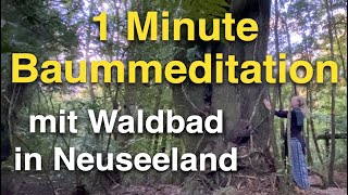 1Minute Baummeditation frei nach den uralten Worten der Essener 🌳 mit Waldbaden in Neuseeland [upl. by Svoboda]