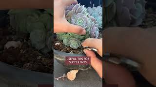 Remove old leaves helps your succulents healthier 多肉植物 다육이들  Suculentas shorts [upl. by Nolahp]