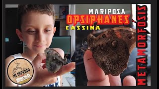 La Metamorfósis de nuestra Mariposa Opsiphanes Cassina [upl. by Imerej]