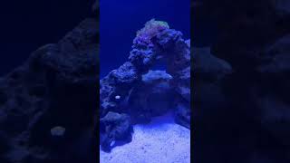 DD Reef Pro 1500 update on Goniopora [upl. by Anovad948]